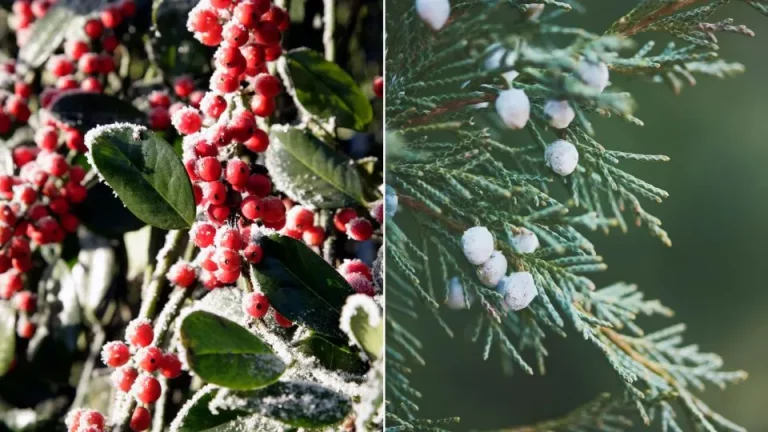7 potplanten die gedijen in de winter