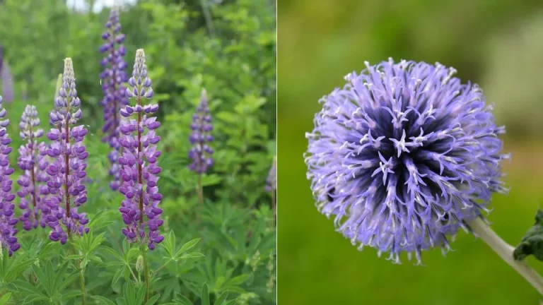 7 prachtige planten die je in november kunt zaaien