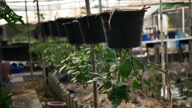 9 beste groenten om in je ondersteboven tuin te kweken