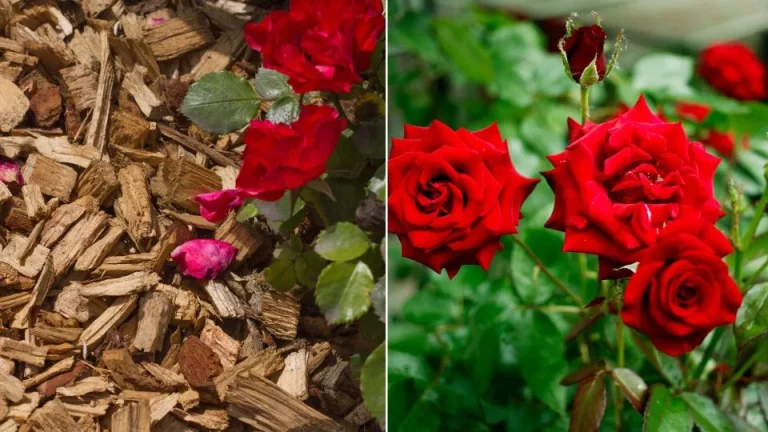 9 beste rozentips voor in de herfst die elke kweker moet weten