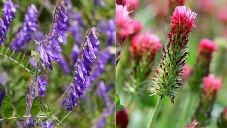 9 herfstgroenbemesters om je bodem voor te bereiden op de lente