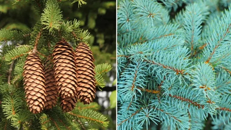 Als je een kleine tuin hebt, zijn deze 5 groenblijvende planten de perfecte keuze