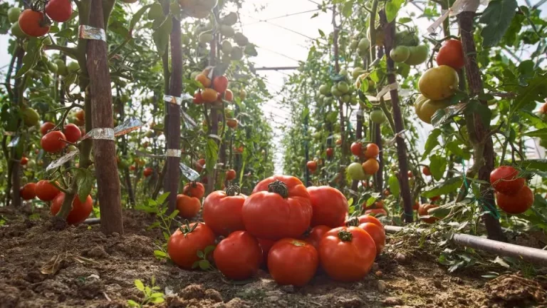 Als je tomaten bitter smaken, dit is wat je verkeerd doet
