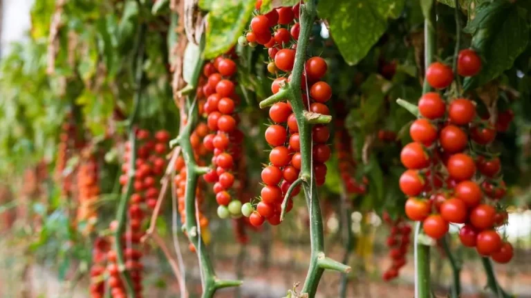 Als je weinig ruimte hebt, laat je tomaten op hun kop groeien en krijg een overvloedige oogst