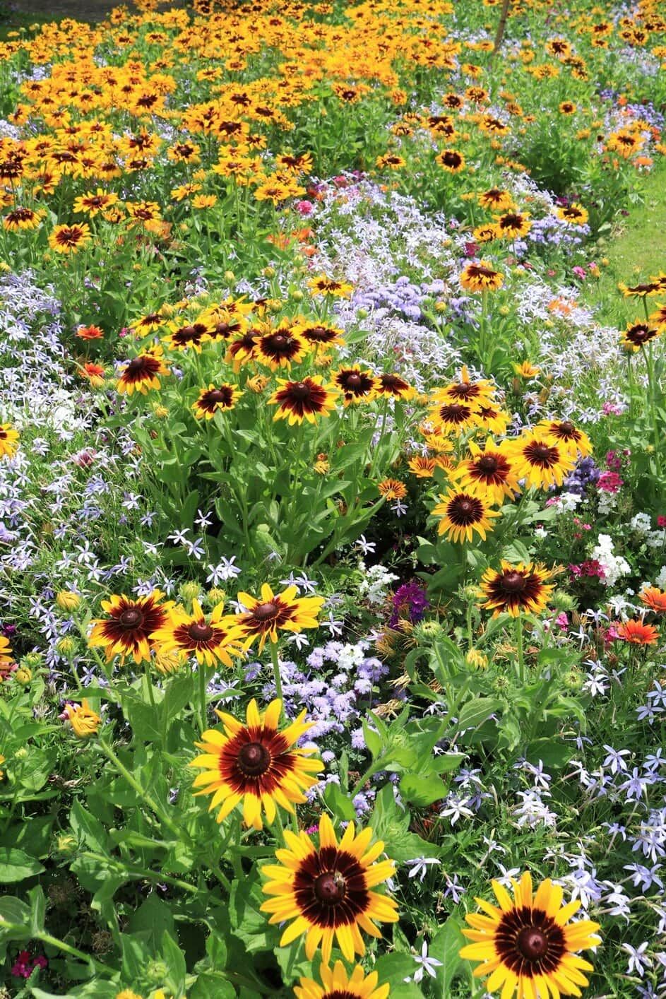 American wildflowers
