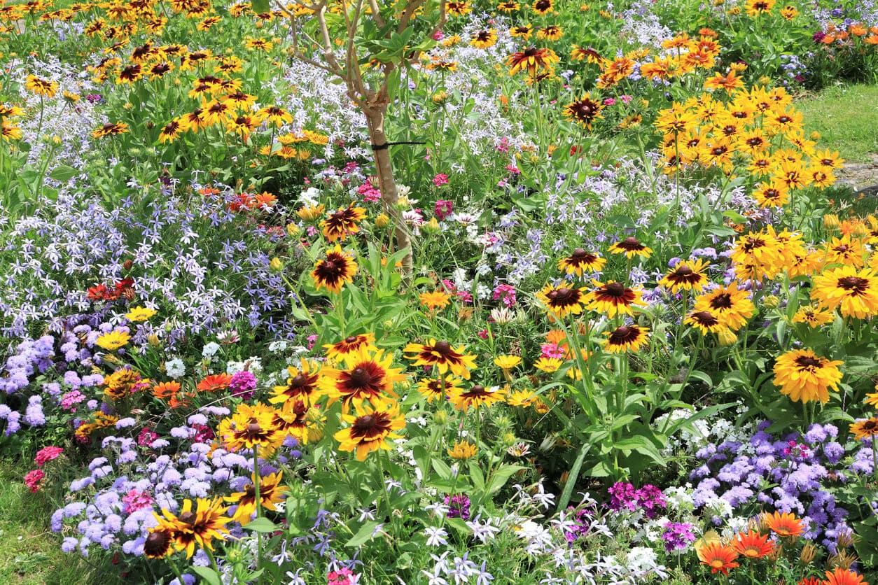 American wildflowers