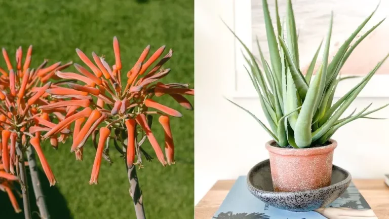 Bloeien aloë vera planten binnenshuis?