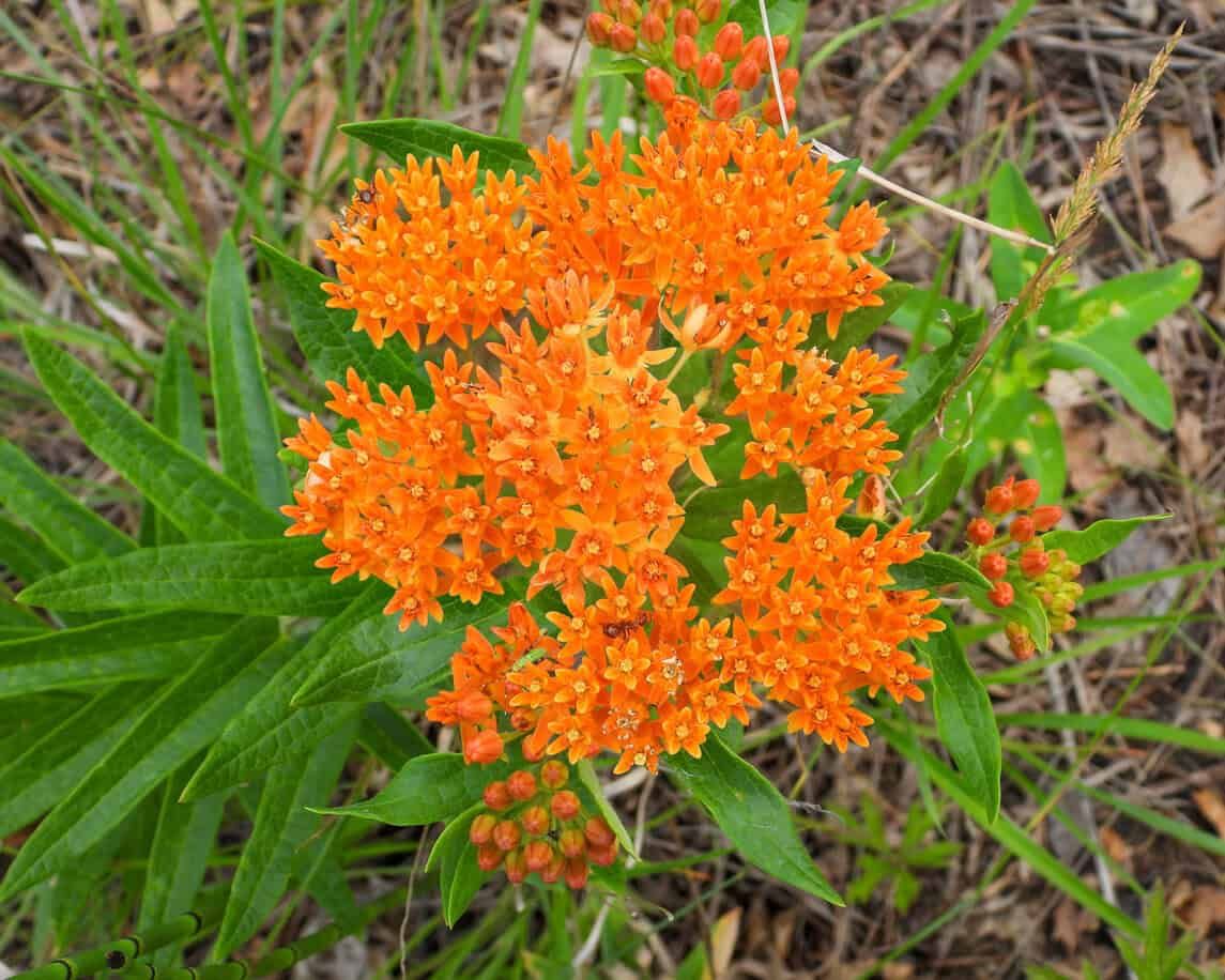 Butterfly Weed