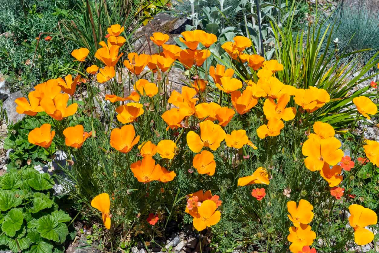California Poppy (Eschscholzia Californica)