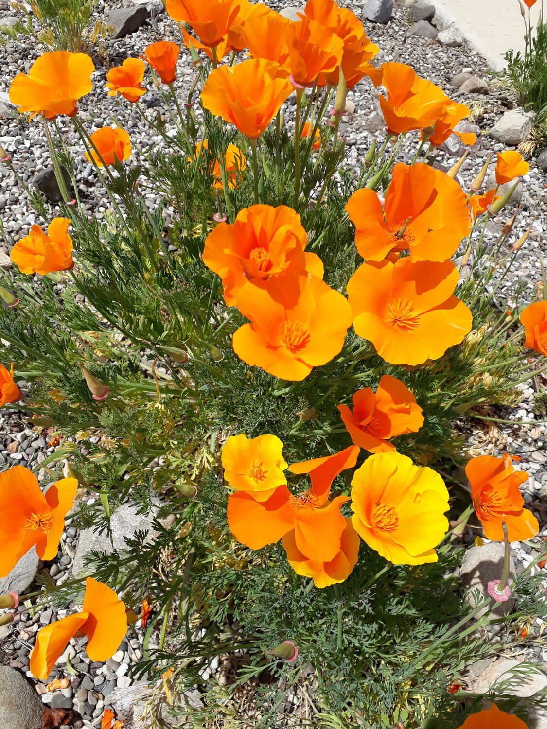 California Poppy