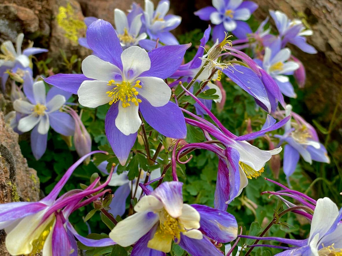 Columbine (Aquilegia Spp.)