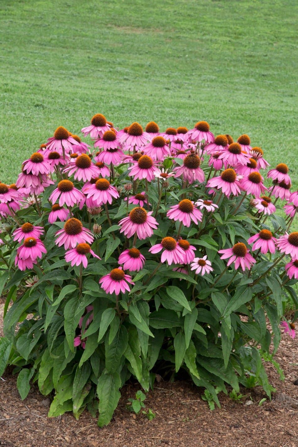 Coneflowers