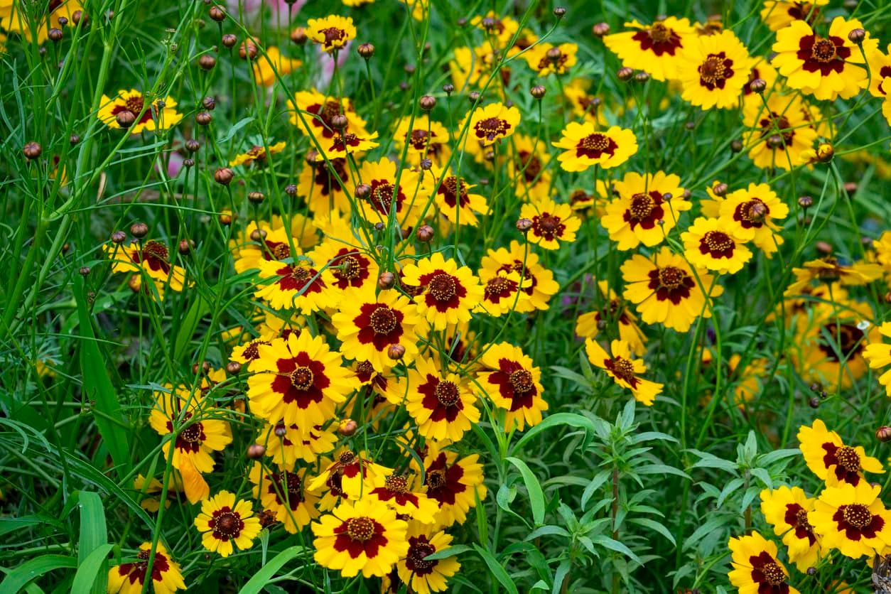Coreopsis
