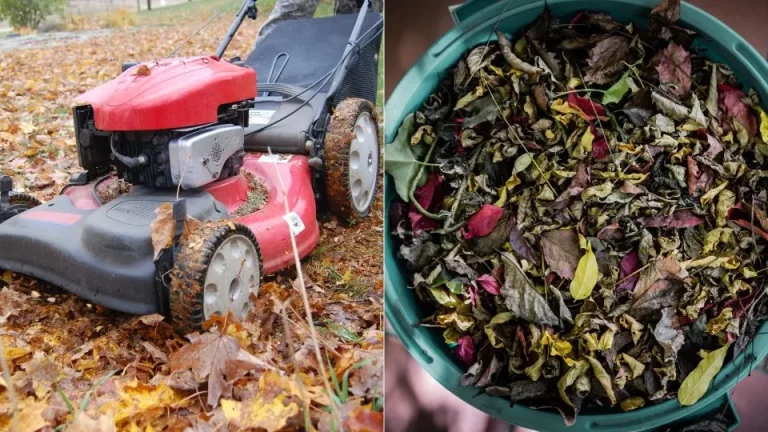 Daarom moet je dit najaar je bladeren niet harken