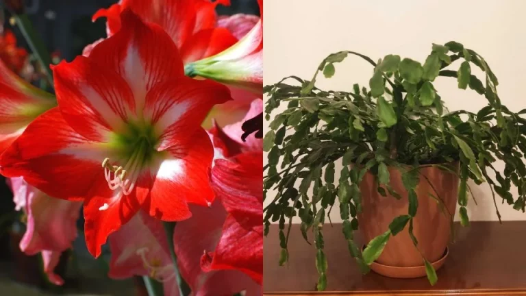 De 12 planten van kerstmis