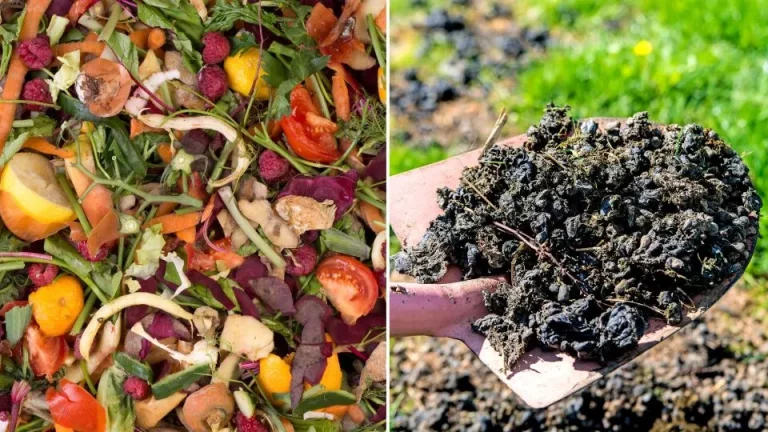 De 5 beste soorten meststoffen voor appelbomen