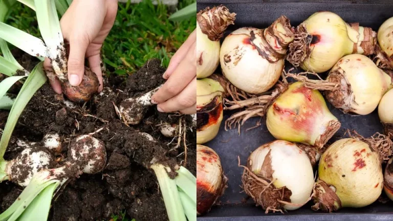 De beste tijd om amaryllisbollen binnenshuis te planten voor bloei met kerst