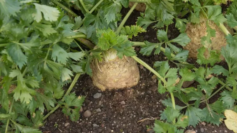 De geheimen ontdekken van het telen van selderij in je eigen moestuin