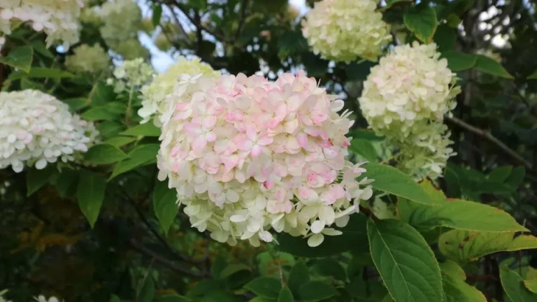 De perfecte tijd om pluimhortensia’s te snoeien