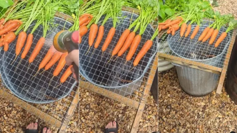 Deze geniale truc helpt je geld besparen tijdens het oogstseizoen