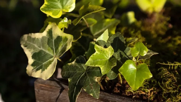 Deze populaire luchtzuiverende kamerplant vermindert ook schimmelsporen!