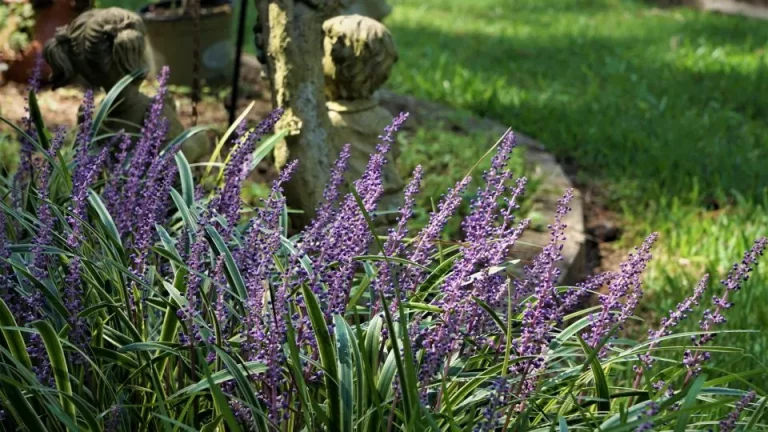 Deze snelgroeiende bodembedekker geeft meer kleur aan je gazon