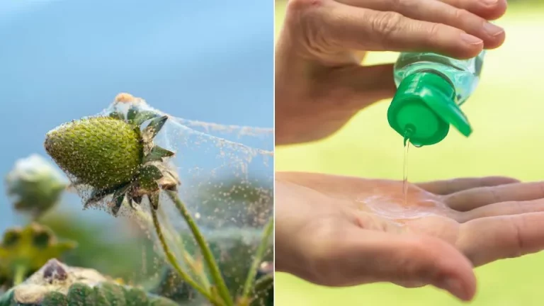 Dit eenvoudige ingrediënt houdt spintmijten weg van je kamerplanten