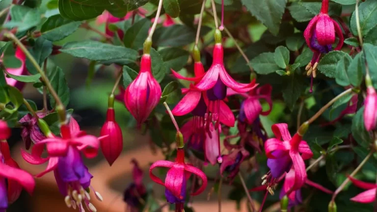 Dit is het beste moment om fuchsia’s terug te snoeien voor een uitbundigere bloei