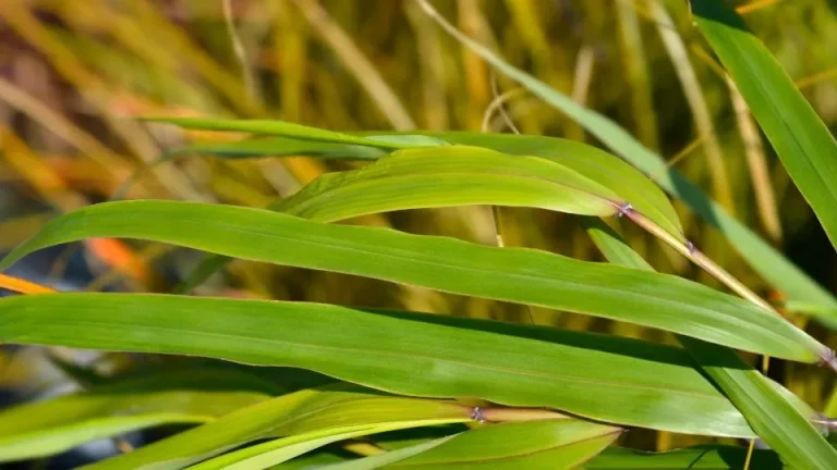 Dit is waarom je prachtige Hakonegras aan je tuinontwerp zou moeten toevoegen