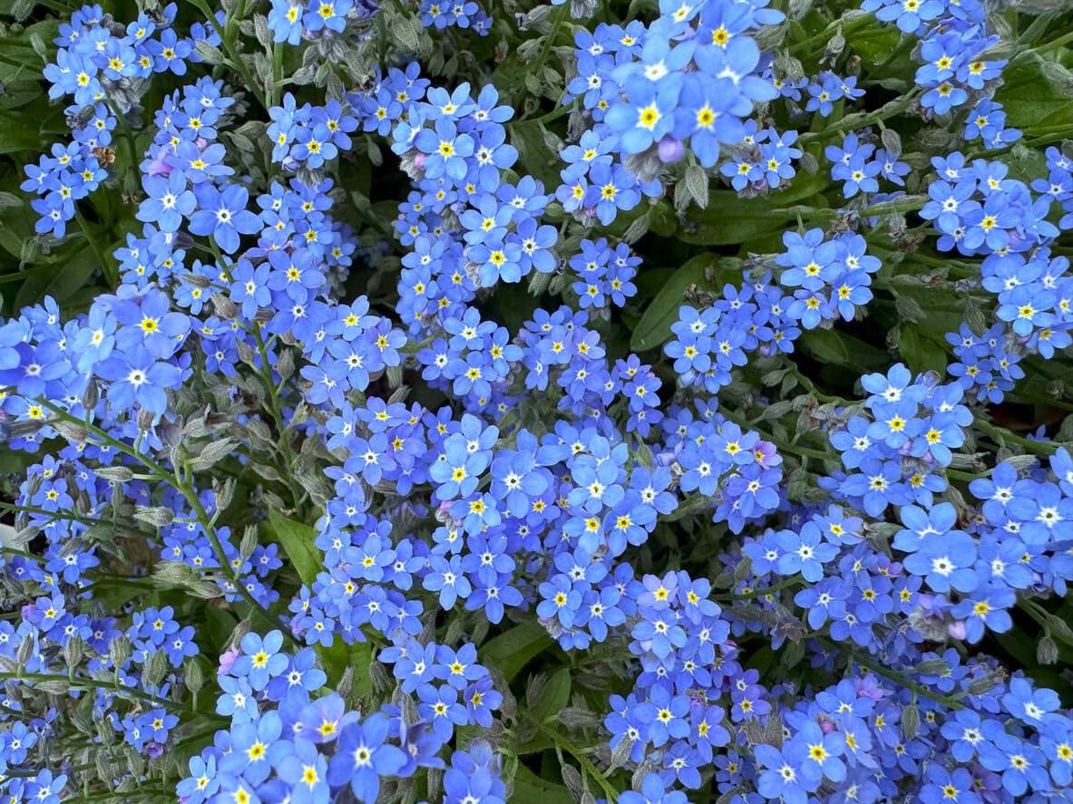 Forget-Me-Not (Myosotis Sylvatica)
