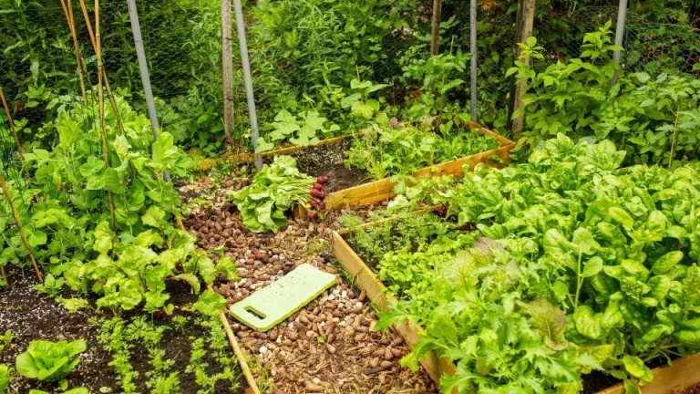 Gebruik deze 3 methoden om de aarde in je verhoogde moestuinbak te vernieuwen en zie je planten floreren