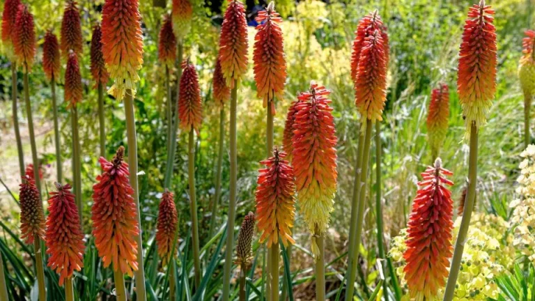 Gebruik deze slimme tips om fakkellelies te kweken en te genieten van hun prachtige bloei