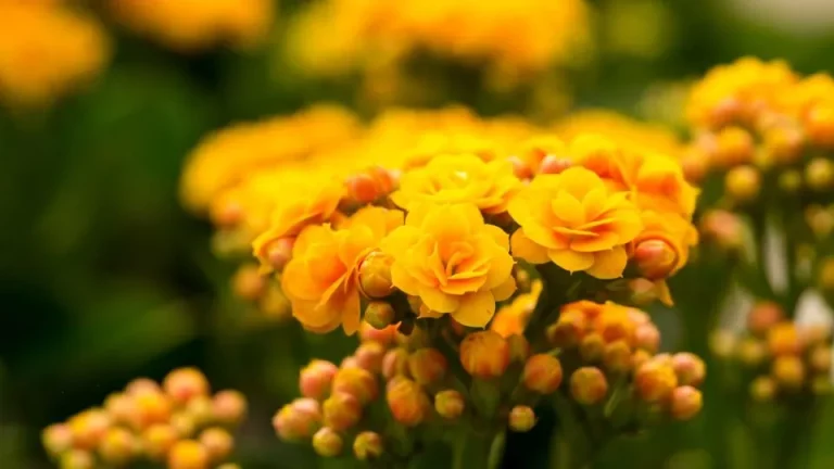 Gebruik deze verzorgingstips en je kalanchoë zal jaar na jaar overvloedig bloeien