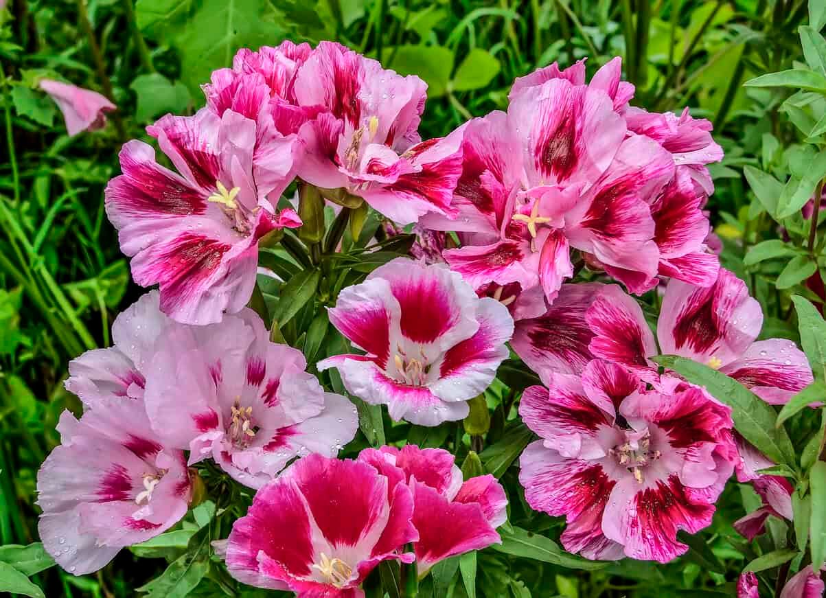 Godetia grandiflora