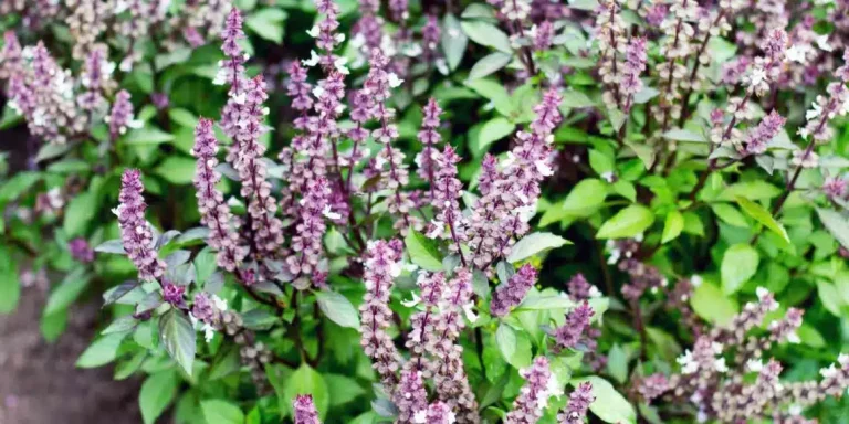 Gooi de bloemen van je basilicum niet weg: hier zijn 8 manieren om ze te gebruiken