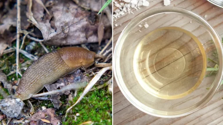 Het geheime ingrediënt om slakken en naaktslakken in de tuin te bestrijden