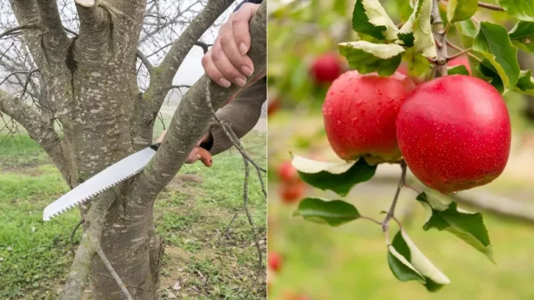 Hoe en wanneer appelbomen te snoeien