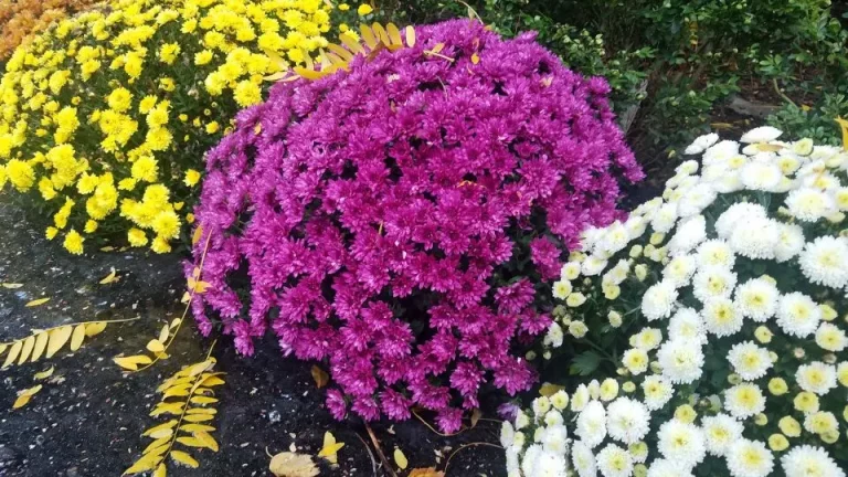 Hoe en wanneer je chrysanten moet delen voor nog prachtigere bloei