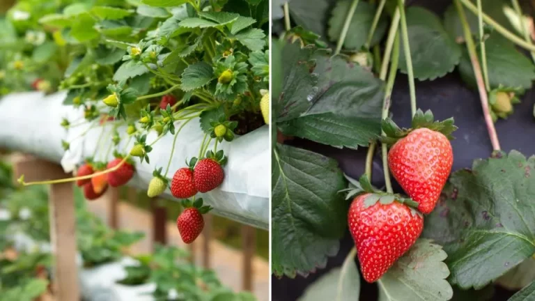 Hoe je aardbeien vermeerdert in verticale tuinen