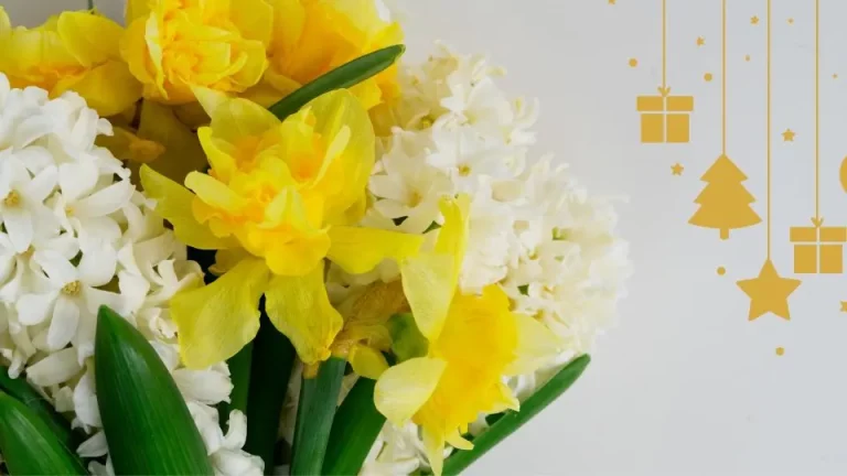 Hoe je bloembollen kunt stimuleren om precies met kerst te bloeien