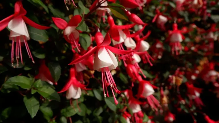 Hoe je de fuchsia jingle bells verzorgt