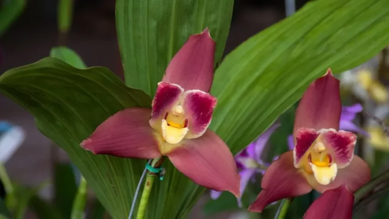 Hoe je de prachtige lycaste-orchideeën kweekt en verzorgt