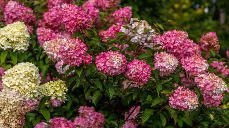Hoe je een pluimhortensia vanille fraise kunt kweken en verzorgen