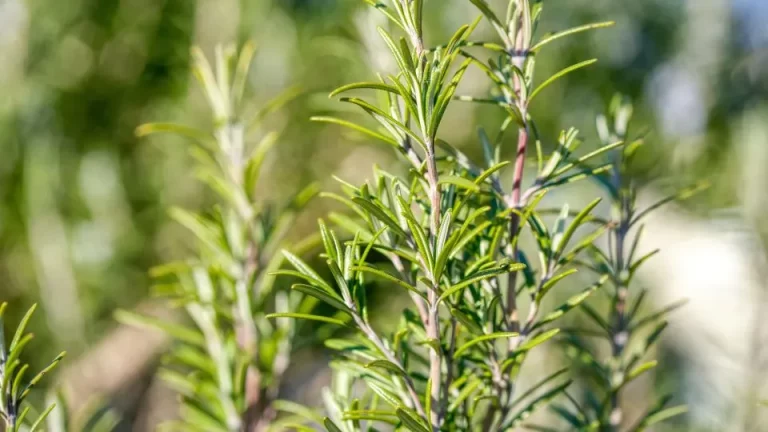 Hoe je voor rozemarijn zorgt tijdens het winterseizoen