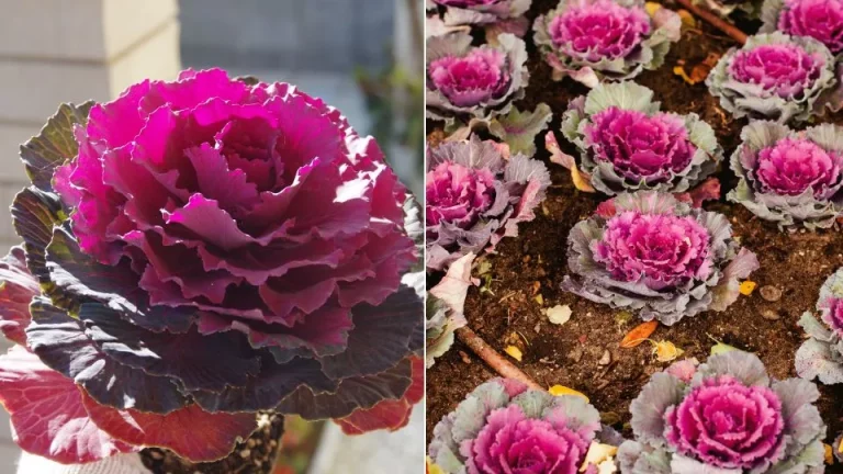 Hoe sierkool te kweken voor een kleurboost in je wintertuin