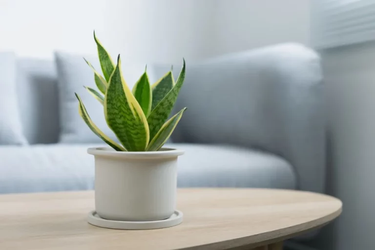 Is de sansevieria een zuurstofleverancier? NASA-onderzoek beweert van wel