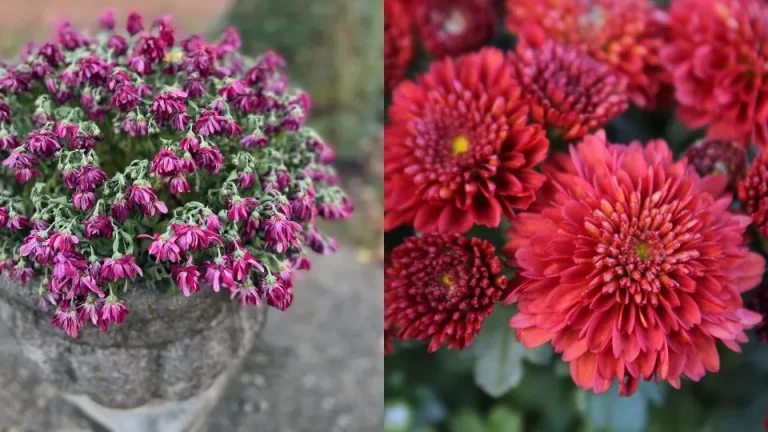 Is er een tweede kans voor het kweken van je dood lijkende chrysanten?