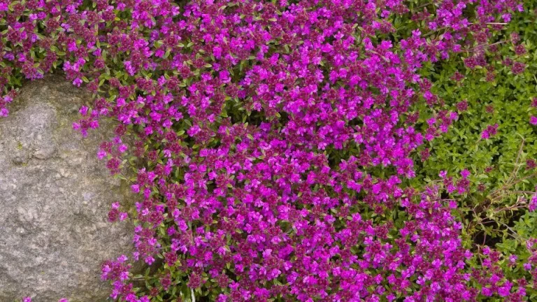 Kleur het gazon roze met deze roze bloeiende schoonheid!