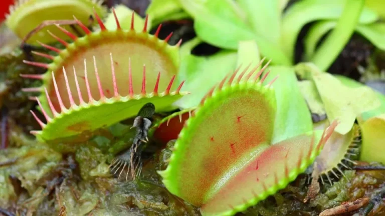 Kweek deze geweldige lokplanten en geniet van een prachtige, plaagvrije tuin