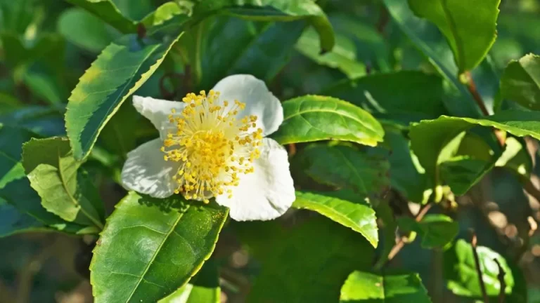 Kweek je eigen theebladeren thuis met camellia sinensis